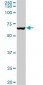 VCP Antibody (clone 4A8)